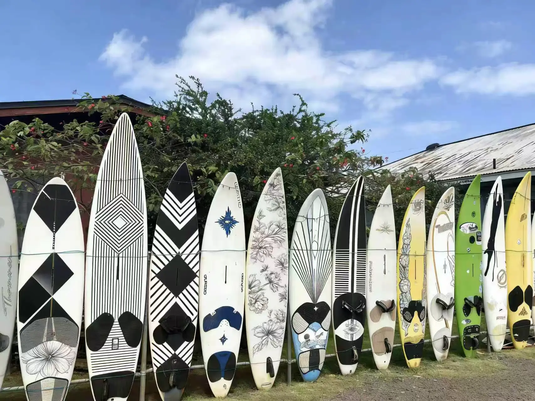 A lineup of colorful longboards standing vertically, showcasing different shapes and designs for beginner selection.
