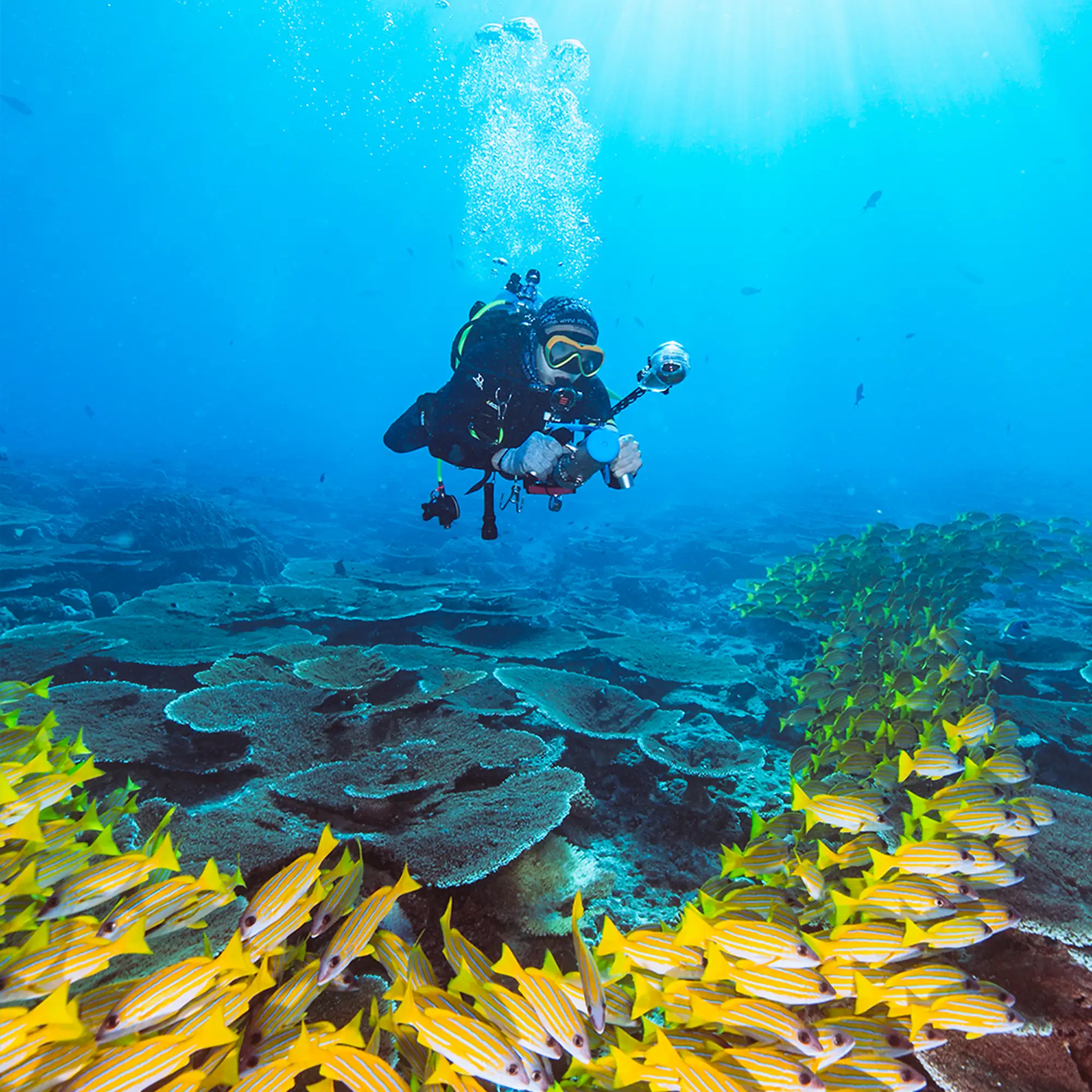 Diver exploring a vibrant coral reef system with the TEDGIX K5 diver propulsion vehicle (DPV), surrounded by marine life.